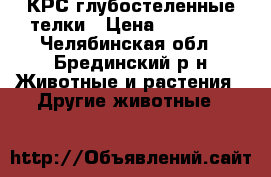 КРС глубостеленные телки › Цена ­ 32 000 - Челябинская обл., Брединский р-н Животные и растения » Другие животные   